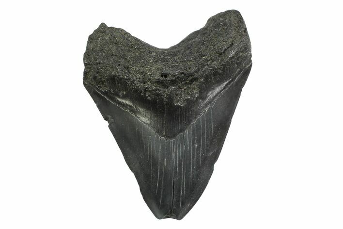 Fossil Megalodon Tooth - South Carolina #356832